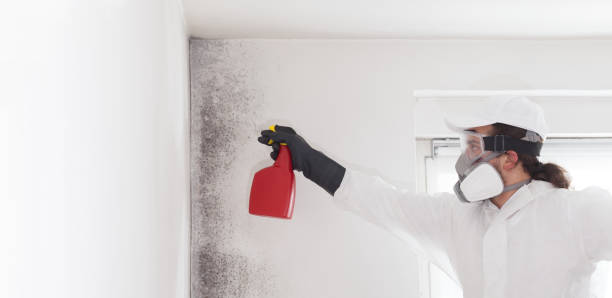 Best Basement Mold Remediation in Warren, IN